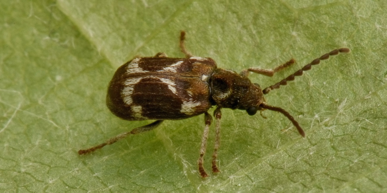 Anobiidae: Ptinomorphus regalis